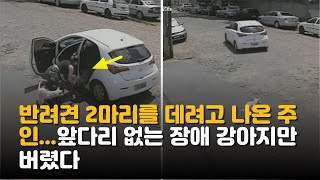 반려견 2마리를 데려고 나온 주인   앞다리 없는 장애 강아지만 버렸다