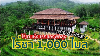 ที่เที่ยวพัทลุง | ไร่ชา 1000 ไมล์ คาเฟ่ | กงหรา พัทลุุง