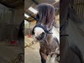 Clipping small ponies With The Horse Barber - Melody