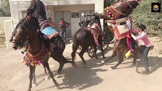 લગ્નમાં ધોડા ની રમઝટ #kathiyawadi #horse #trending