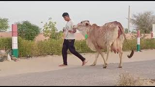 शरारती साहीवाल गाय Naughty Sahiwal Cow Best Sahiwal Cow LDF #Sahiwalcow #Indiancow