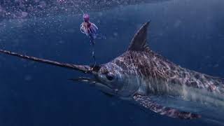 Exmouth Blue Marlin Fishing 2022 Peak Sportfishing