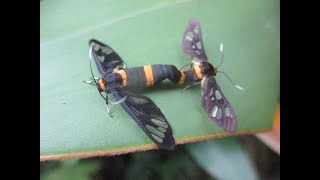 ムラマツカノコガの交尾　Mating of moth like a bee \