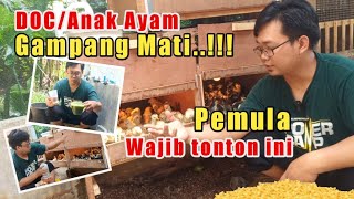 AGAR ANAK AYAM TIDAK MUDAH MATI