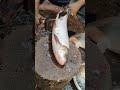 amazing big rohu fish skinning live in fish market shorts fish food fishing