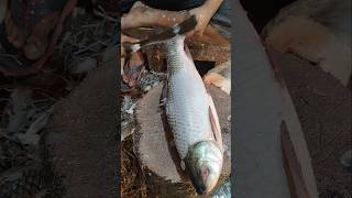 Amazing Big Rohu Fish Skinning Live In Fish Market || #shorts #fish #food #fishing