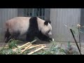 2020 11 20 2 木の上でもご機嫌シャンシャン！棒で遊ぶ♪　giant panda xiang xiang