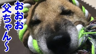 柴犬リキとリコ 第２弾　父ちゃんお帰り～大喜びでお出迎えのリキ♪【かわいい】 Shiba inu Riki and Riko