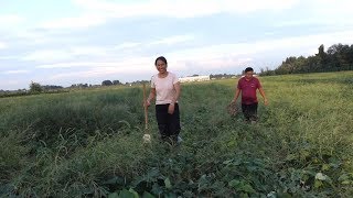 清香去看自家红薯地，200亩地瓜好像大草原，这庄稼是好还是坏？ 【泥土的清香】