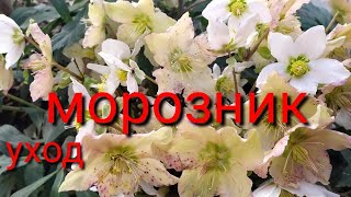 Как ухаживать за морозником☝️🤗