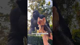 帶狗狗來侏羅紀公園！Taking a cute puppy for a walk in Jurassic Park！