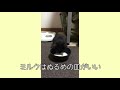 仔猫を保護しました。 11　お皿でミルクを飲めるようになりました。