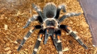 MEXICAN FLAME KNEE TARANTULA  (Brachypelma Auratum ) 🕷️🕷️🕷️