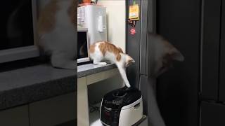 Funny cats compilation 🤣😁5 #shorts #trending #funnycats #funny