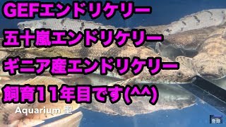 エンドリケリー 飼育11年目 GEFエンドリケリー16歳です。体調悪くなってから1年になります