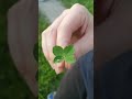 such a sign of luck for you 4 keave clover kleeblatt nature luck goodfeelings good feelings