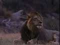 the most amazing lion sighting at sunset that you’ve ever seen