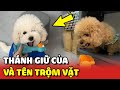 Cuộc chiến không hồi kết của Thánh Giữ Của và Tên Trộm Vặt 😂