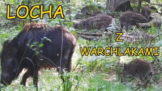 Dziki Locha z warchlakami Pasiaki Odgłosy natury Leśne spotkania Wild boar Sus scrofa Wildlife