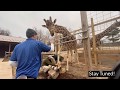 How to Train Your Giraffe