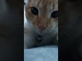 cat selfie 😍 cute cat funny animals pets love orange cats shorts catmom