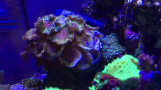 Coral Wars! More Ricordea Yuma Aggression!!