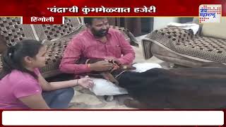 Hingoli Cow In Mahakumbh | 'चंद्रा' नावाची गाय प्रयागराजच्या महाकुंभमेळ्यात | Marathi News