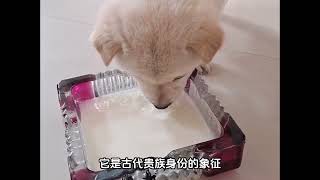 中华田园犬冷知识