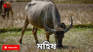 মহিষ II WATER BUFFALO