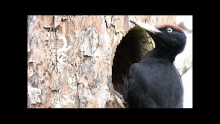 Maashorst: vogels kijken