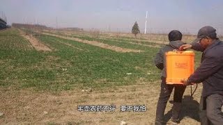 春来到，雄安新区拆迁户老大娘闲不住农地打工，不是保定人听不懂