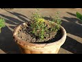 thyme herb ko grow krna ka tareeka how to grow thyme herb in home