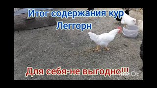 Выгодно ли держать кур Леггорн???