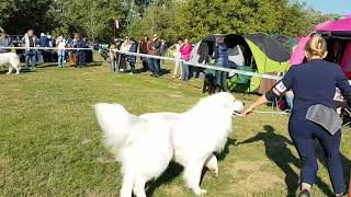 Double CACIB \u0026 CAC Dog Show - Arad (01-10-2017 CACIB)