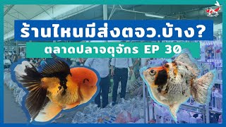 ร้านไหนส่ง - ตลาดปลาจตุจักร EP 30 l บรรยากาศวันที่ 21 ต.ค.63