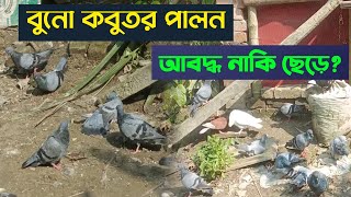 বুনো কবুতর পালন | আবদ্ধ রাখবেন নাকি ছেড়ে পালবেন | #বুনো_কবুতর #pigeon #কবুতর