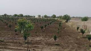 Nagpur Orange Farming.