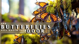 And The Butterflies Will Knock Your Door | Simple Tips of Making A Butterfly Garden | हिंदी | 4k