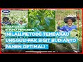 INILAH METODE TEMBAKAU UNGGUL PAK SIGIT BUDIANTO, PANEN OPTIMAL - DGW FERTILIZER