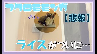 フクロモモンガ💓悲報…ついにライスが【sugarglider】