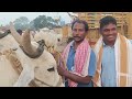 ఎద్దులు ధర తగ్గాయి cattlemarket gurazalasantha gurazalasantha