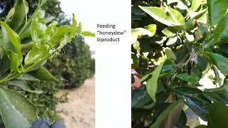 Asian citrus psyllid scouting techniques