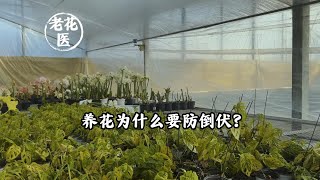 养花为什么要防倒伏？/Why do you want to keep flowers from falling down?