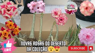 Recebidos Pagos - Novas Rosas do Deserto na Coleção 😍❤️