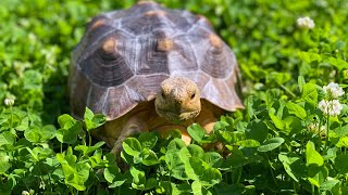 Take a walk in the park with a tortoise that loves to walk