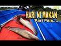 IKAN TAWES / IKAN SALAP ANTARA UMPAN TERBAIK IKAN TAPAH DAN IKAN BELIDA