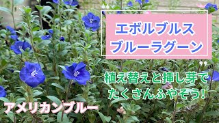 【ブルーラグーン(アメリカンブルー)の育て方】植え替えや挿し芽をして増やそう!