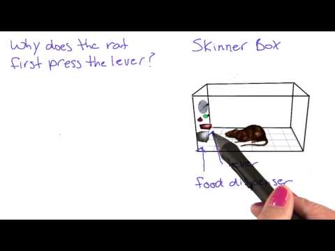 What is the primary purpose of an operant chamber or Skinner box quizlet?