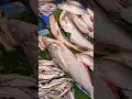 ঢাকা আব্দুল্লাহপুর মাছের বাজার fishvideo reels shorts reels🐟🐟🐟