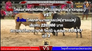 คู่ที่ 3 สนามชนโคนานาชาติ รัตภูมิ จ.สงขลา 31/8/67 🔴#ลังสาดคมพยัคฆ์อัศวินยอดขุนพลvs🔵#ดุกด้างงามสามแปด